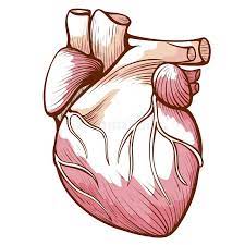 تدریس مبحث قلب زیست شناسی دهم ( فصل 4 )