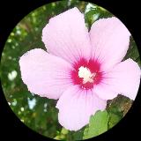 سحر کشاورز صفیئی