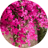 زهرا دریجانی