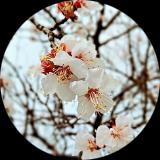 سیده سبا شریعت